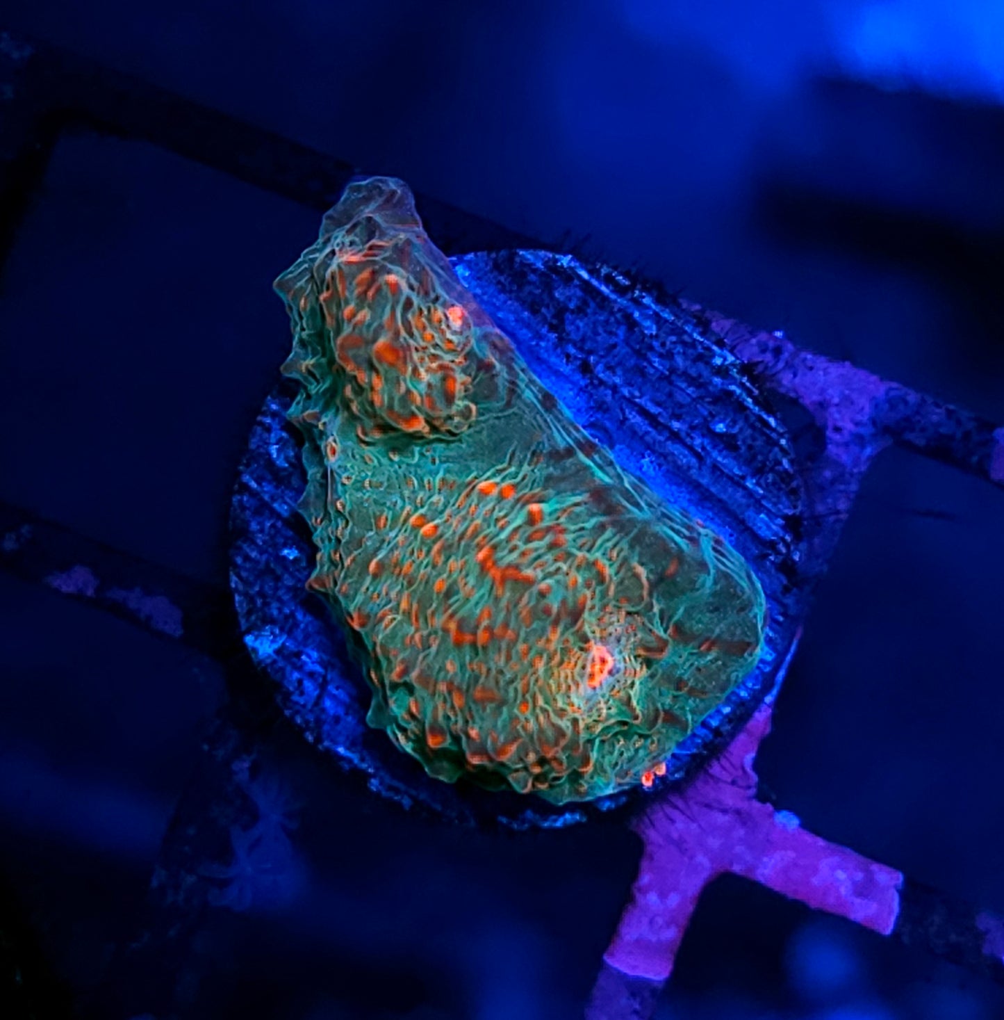 Seedless Watermelon Chalice