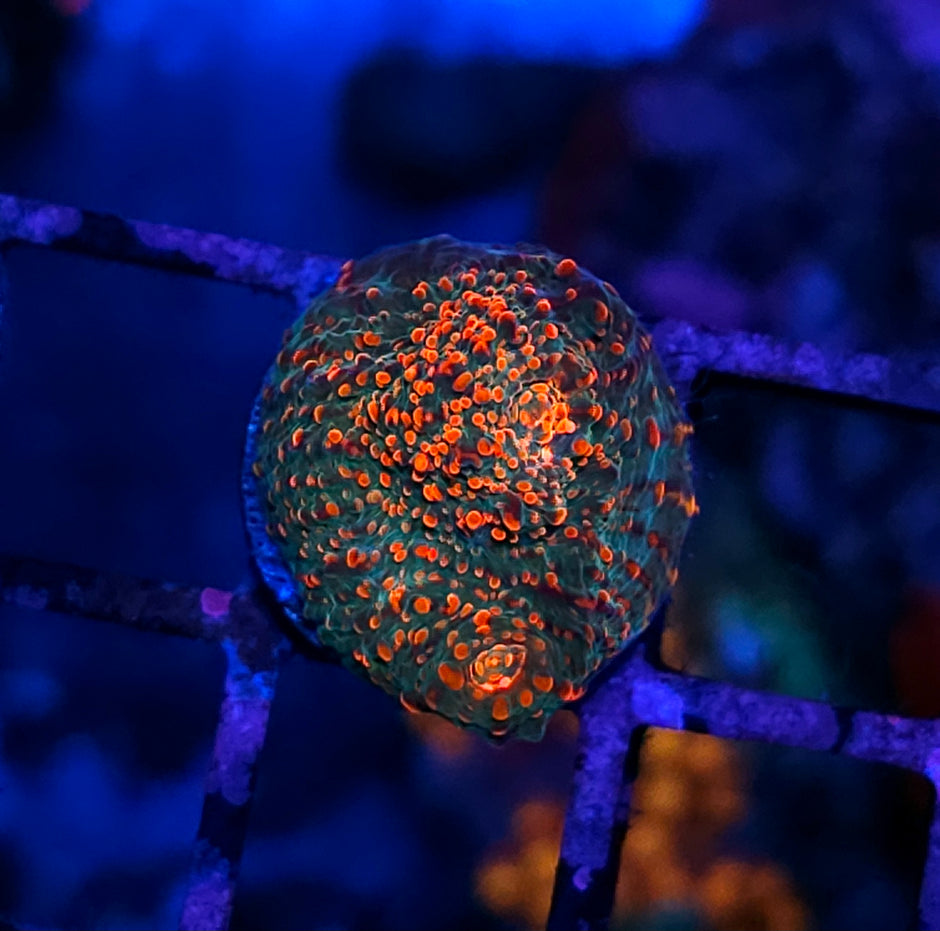 Tropic Bliss Chalice