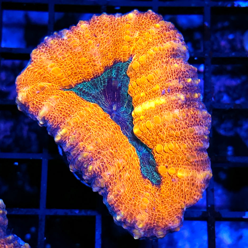 Sun Ray Lobophyllia
