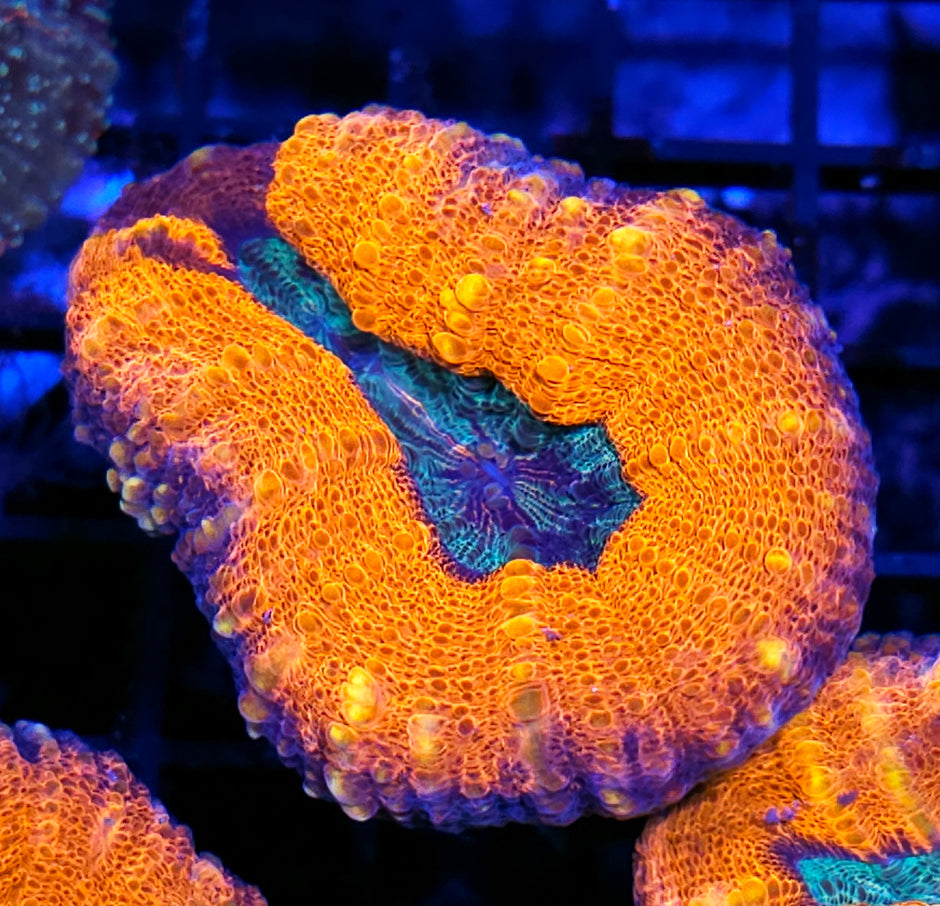 Sun Ray Lobophyllia