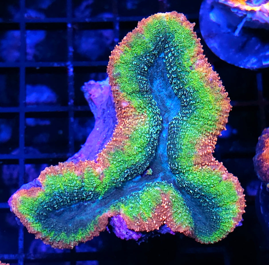 Rainbow Deities Lobophyllia