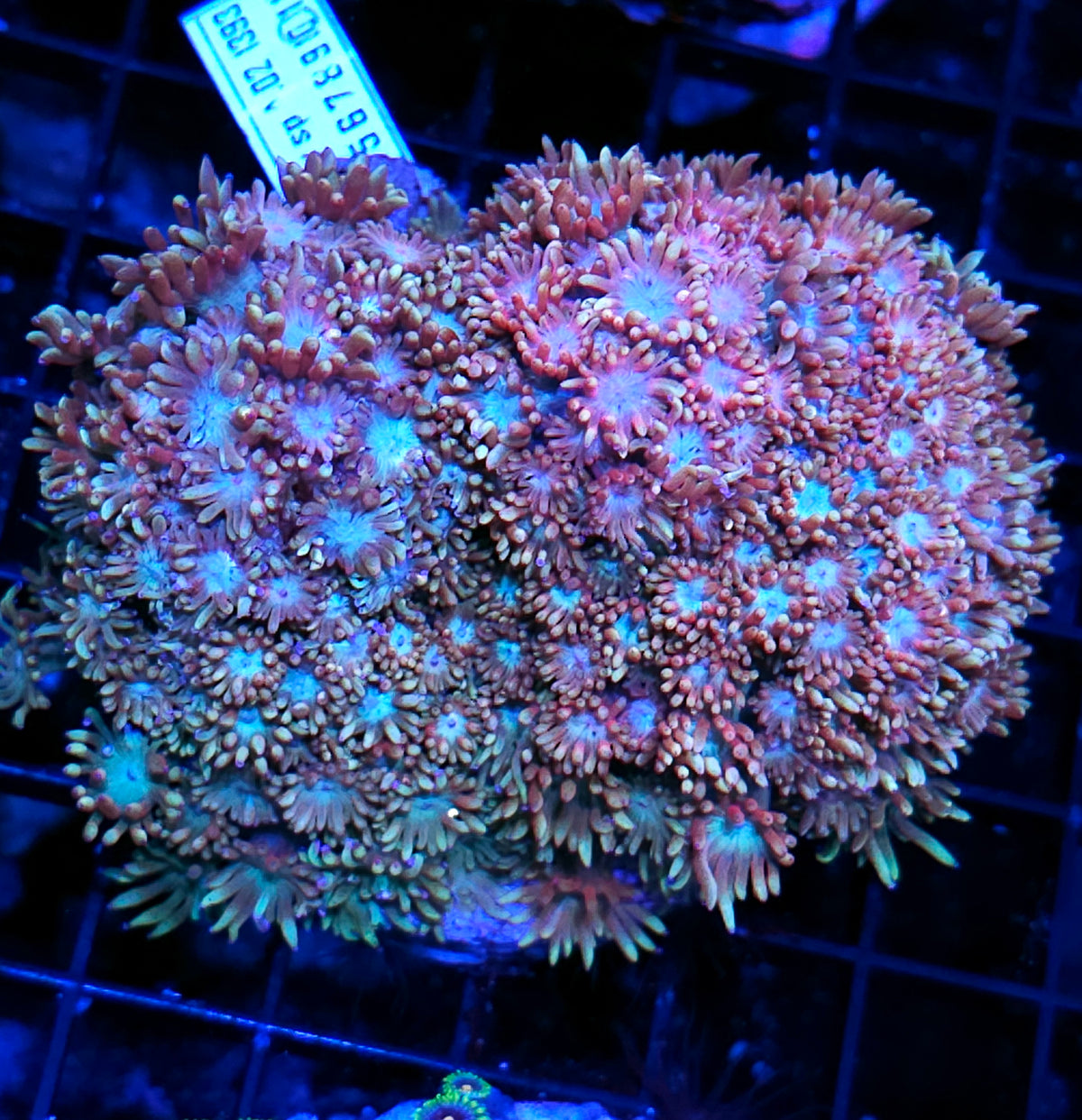 Insanely Rare Rainbow Runts Branching Goniopora Colony – Hellfire Frags