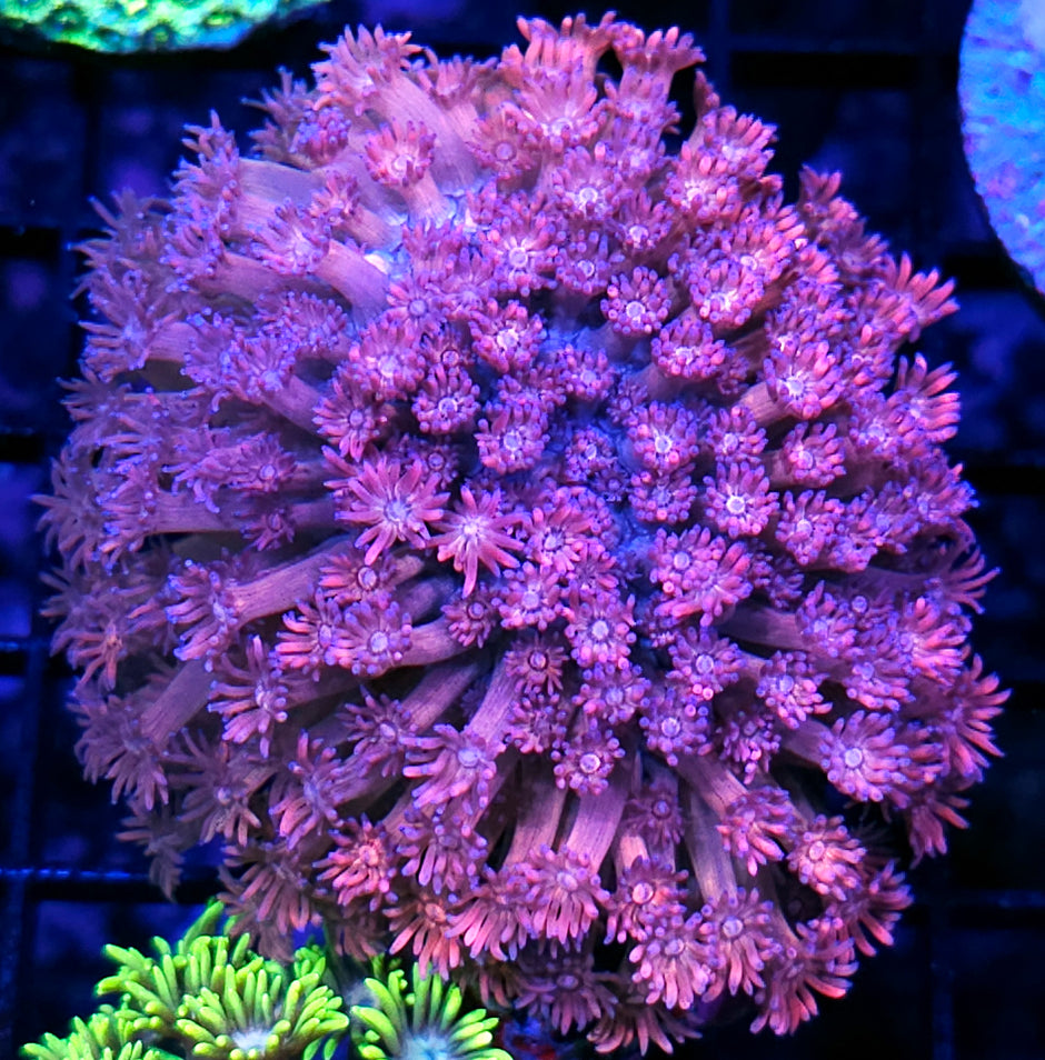 Malibu's Most Wanted Goniopora Colony opens softball size