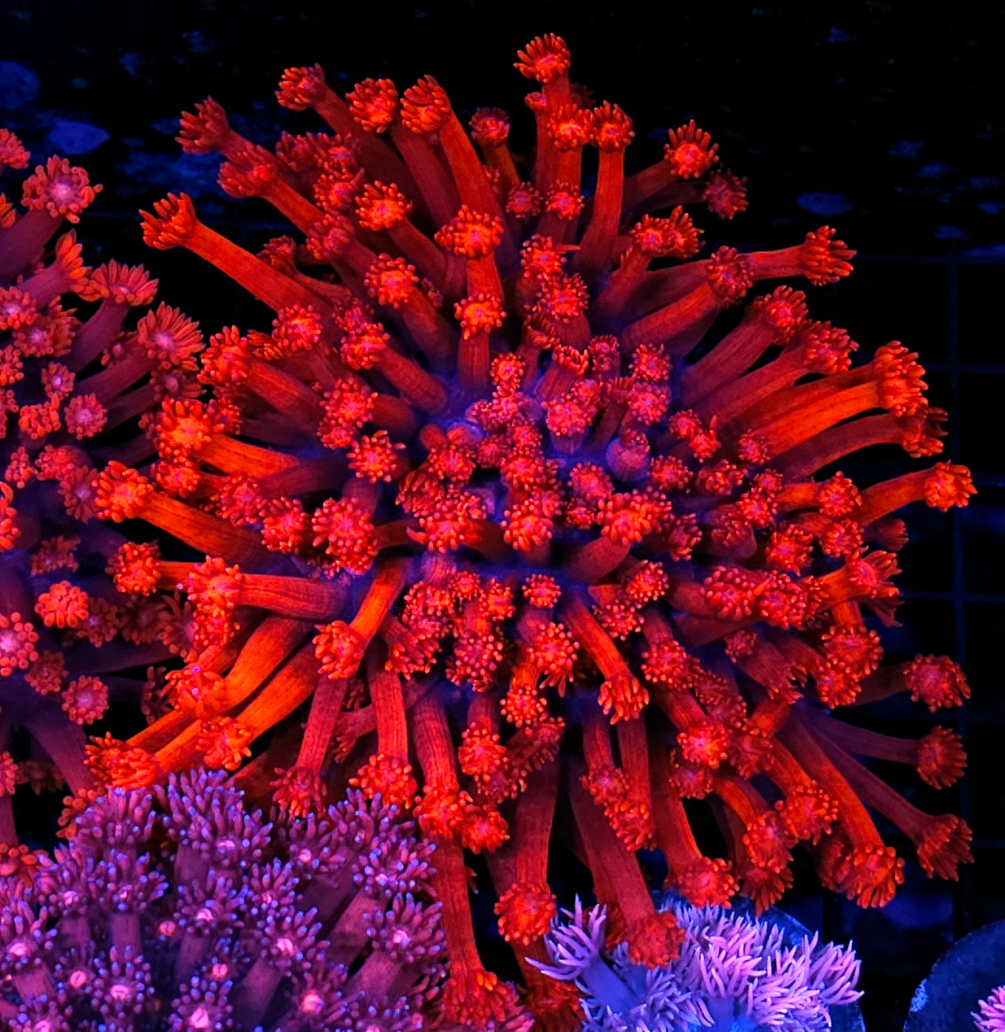 XXL Crimson Enigma Goniopora Colony