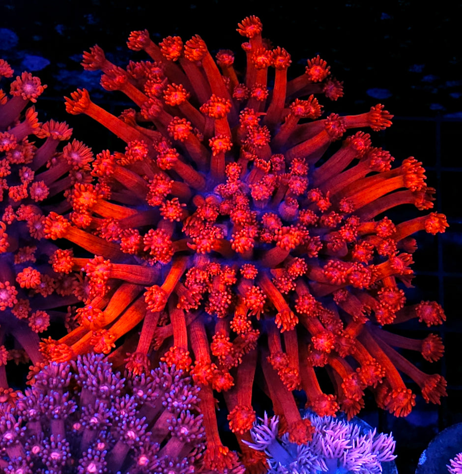 XXL Crimson Enigma Goniopora Colony