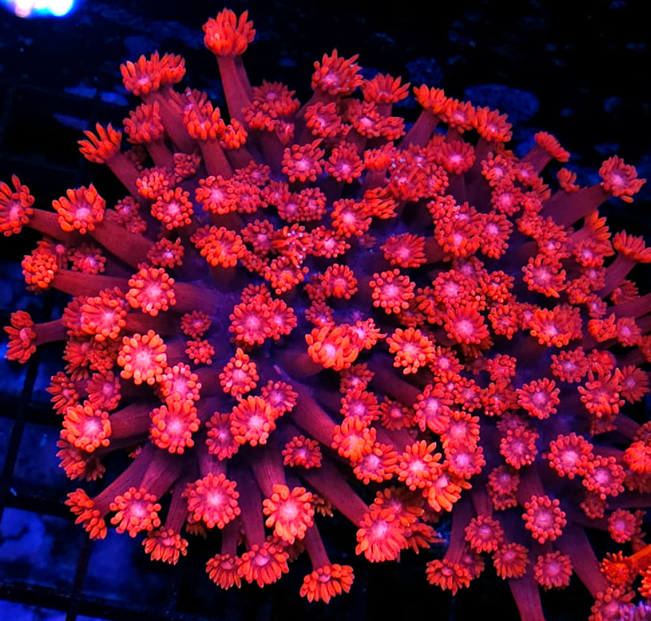 XL Hot Mama Goniopora Colony