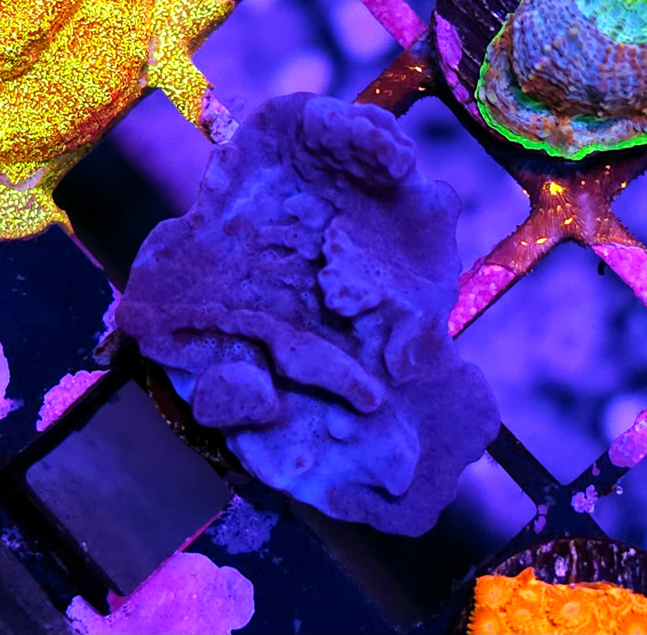 HF Blue Plating Sponge RARE