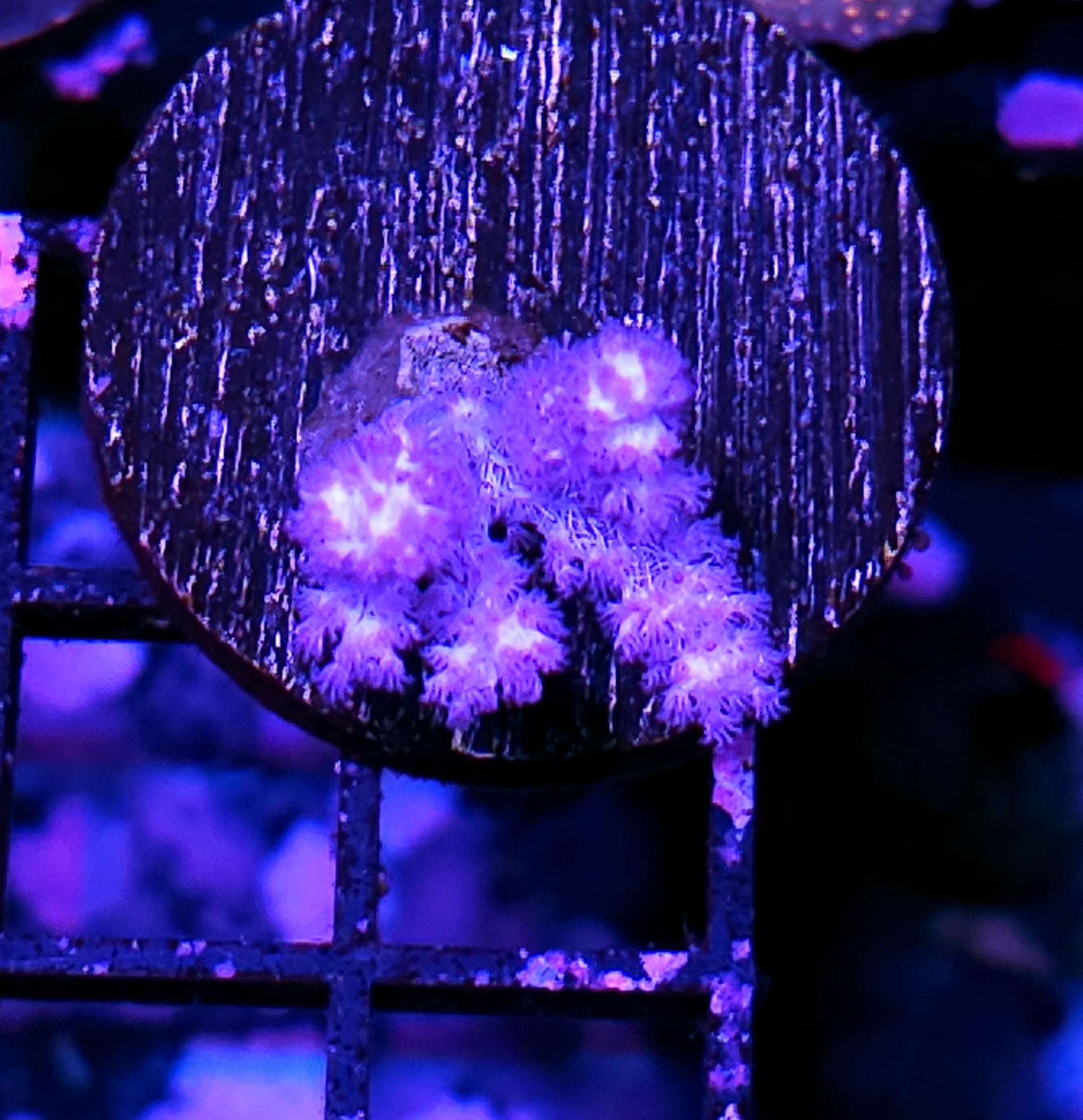 Zoa's & Soft Coral – Hellfire Frags