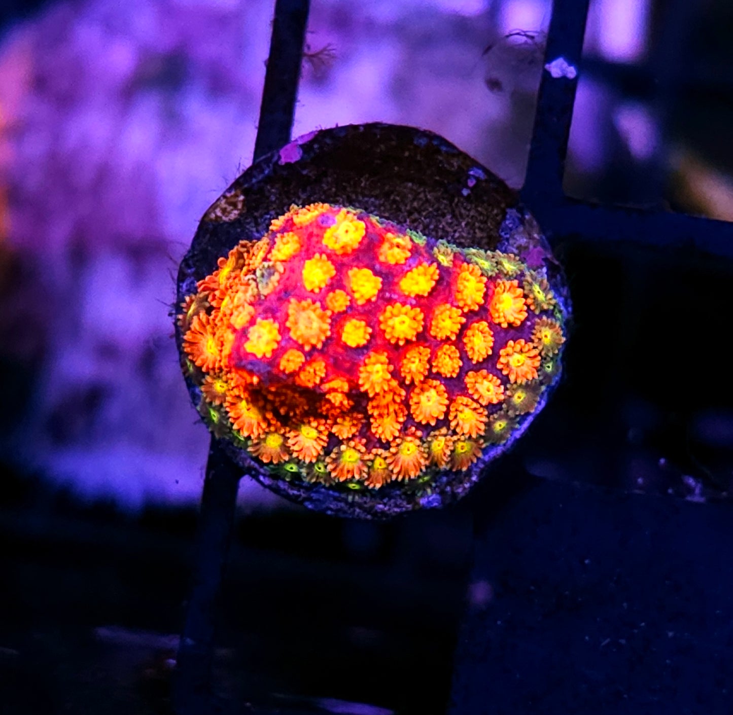 HF The Anomaly Bernardpora