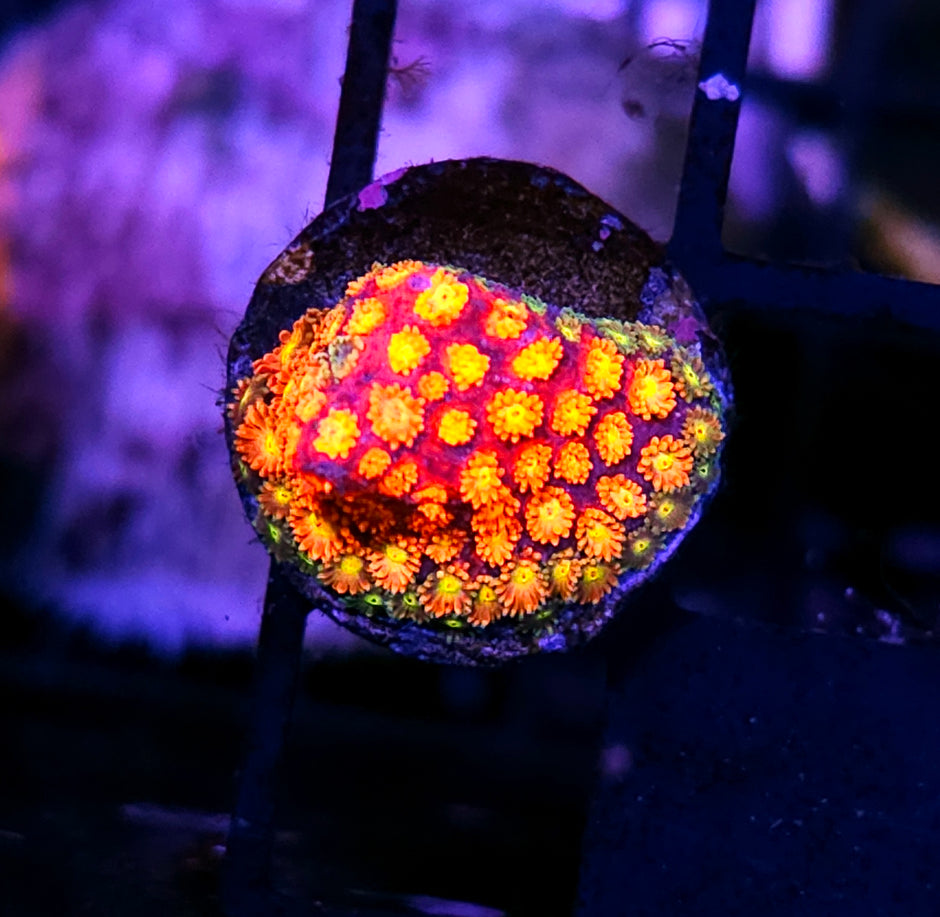 HF The Anomaly Bernardpora