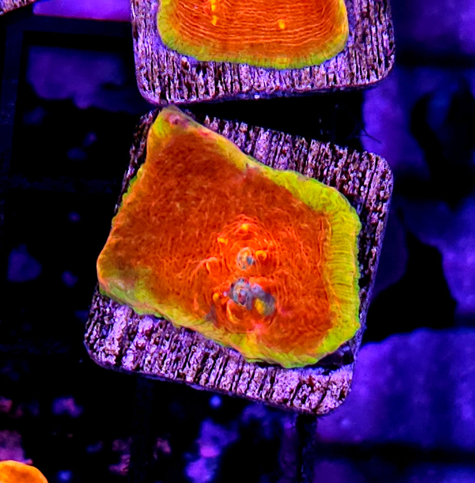 HF Lamborghini Diablo Chalice