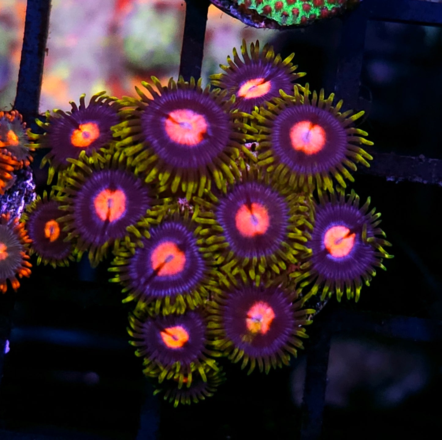 JF Blowpop Zoas