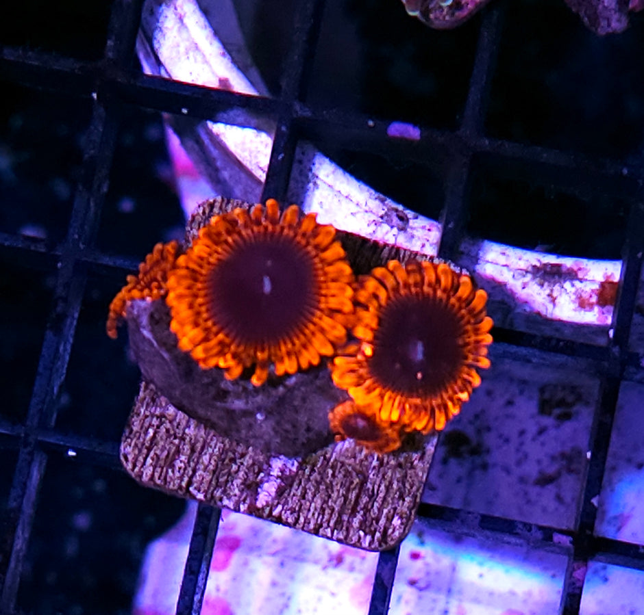 Full Eclipse Zoas