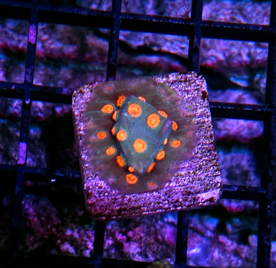 HF Ocean Breeze Cyphastrea