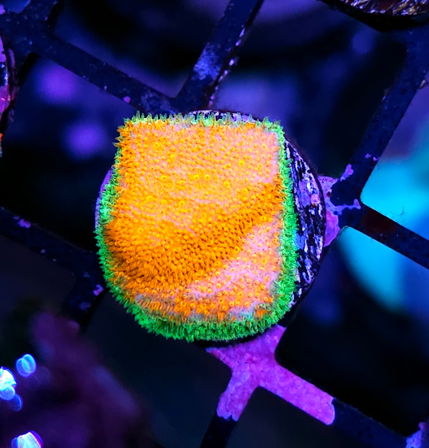 Watermelon Psammacora