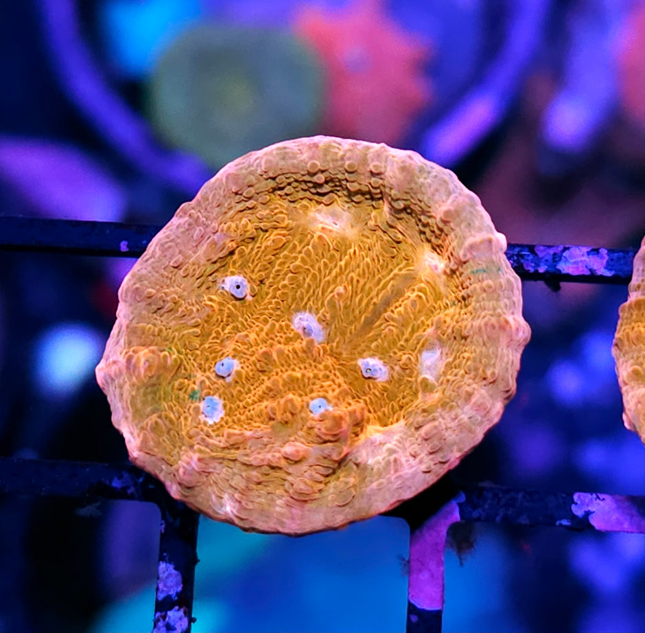 JF Orange Zombie Cupping Chalice