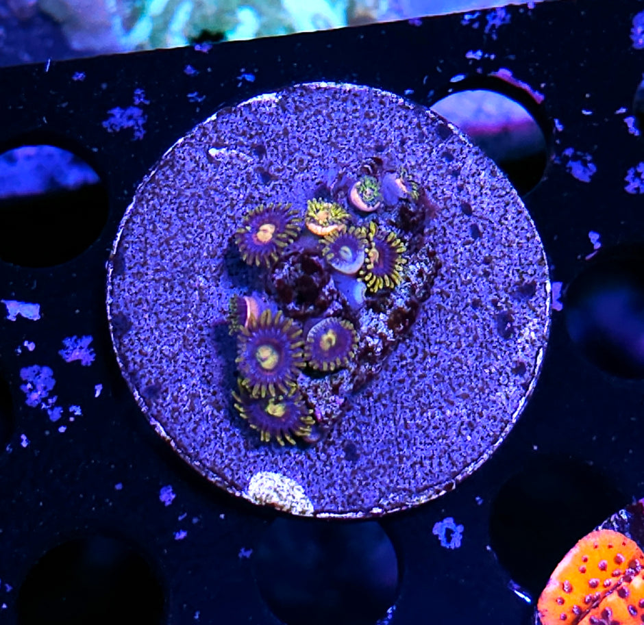 Marksman Zoas