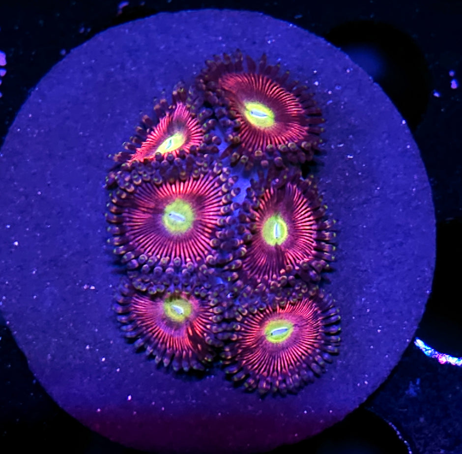 Who Dahs Cats Eyes Zoas