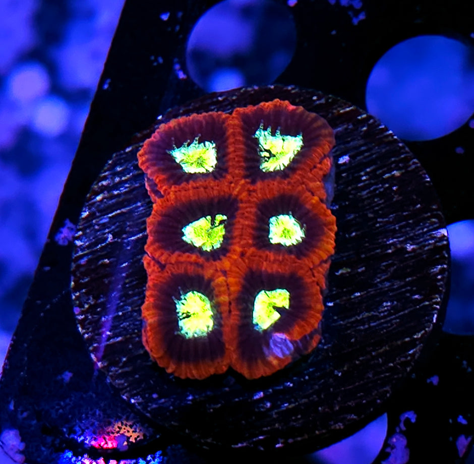 Dark Lanterns Micro Favia