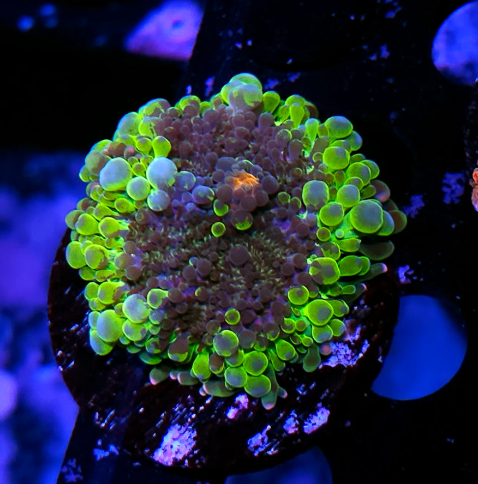 Sleepwalker Bounce Yuma