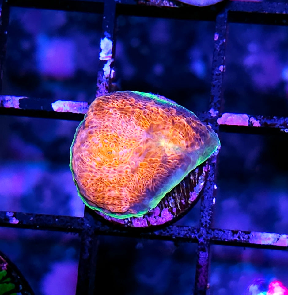 HF Aftershock Acan Echinata