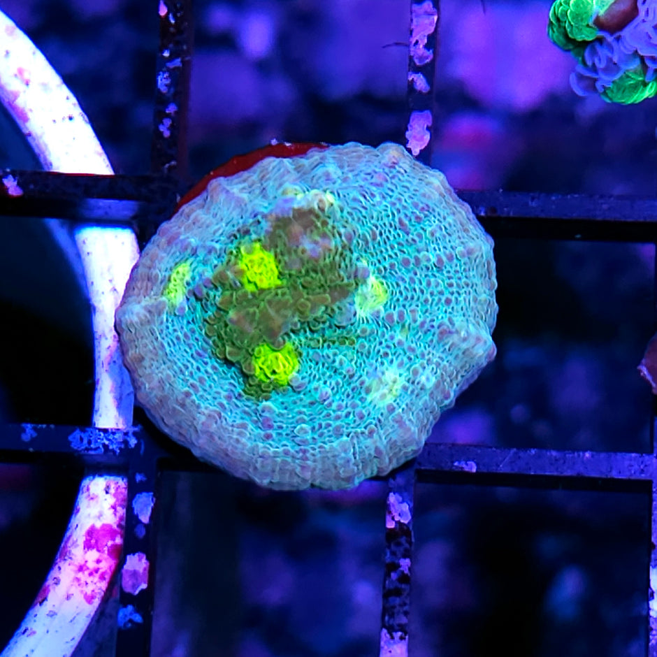 HF Lost Islands Chalice