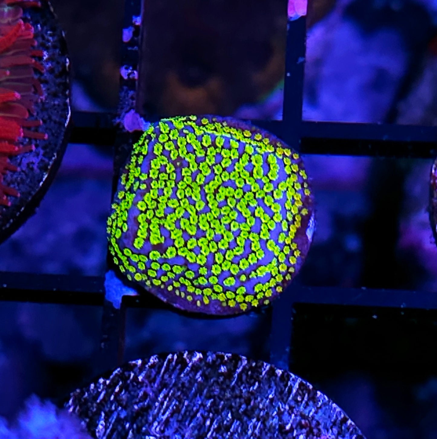 Rainbow Montipora