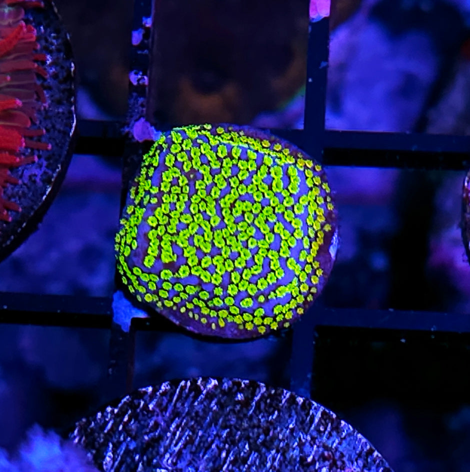 Rainbow Montipora