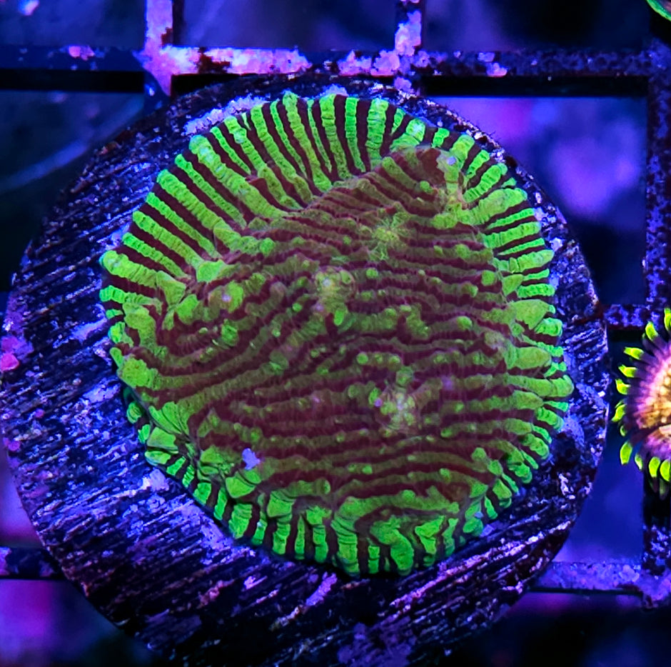 HF Death Row Convict Chalice