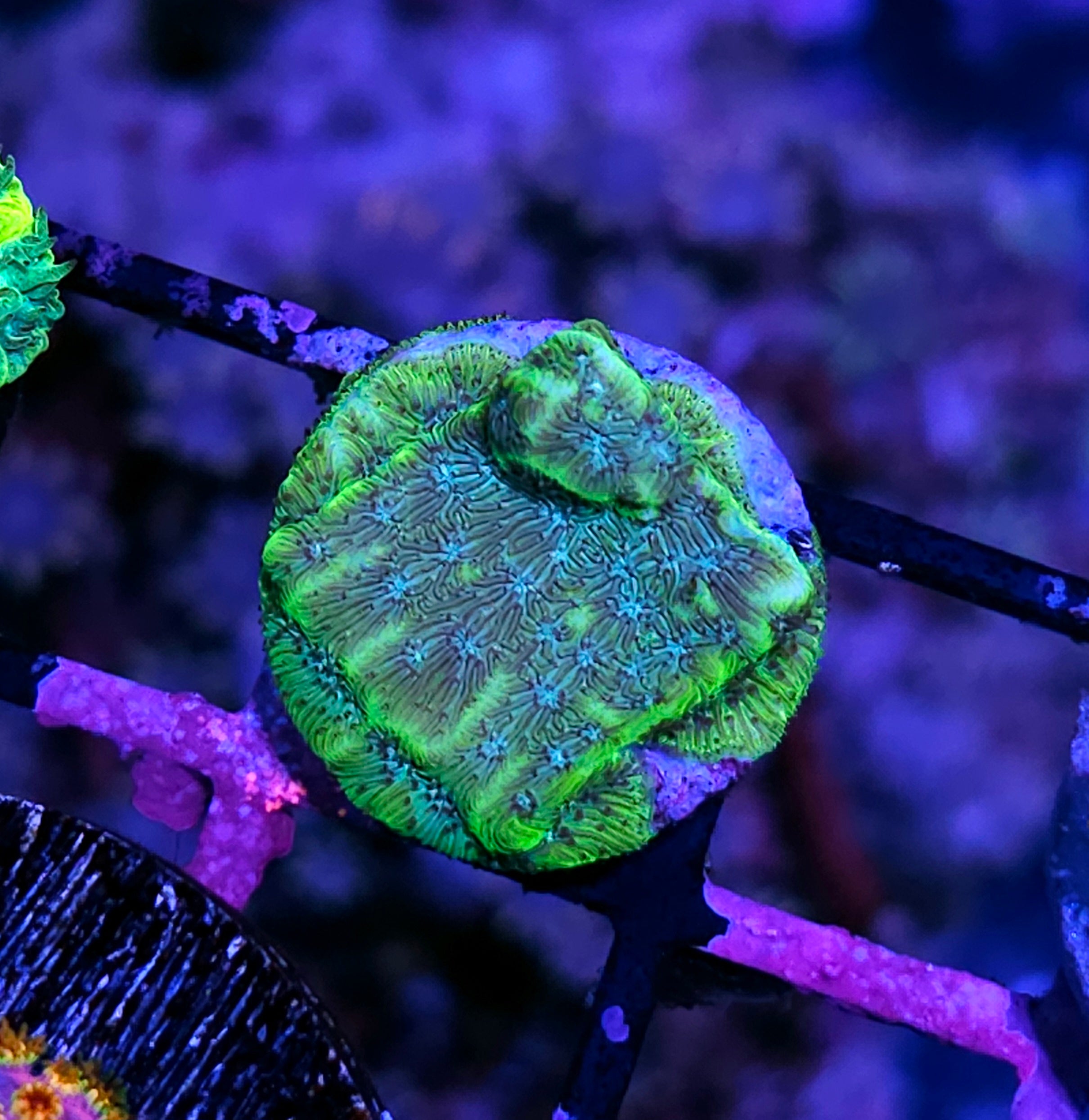 Coralꪔ̤̫ SPS Coral – Hellfire Frags