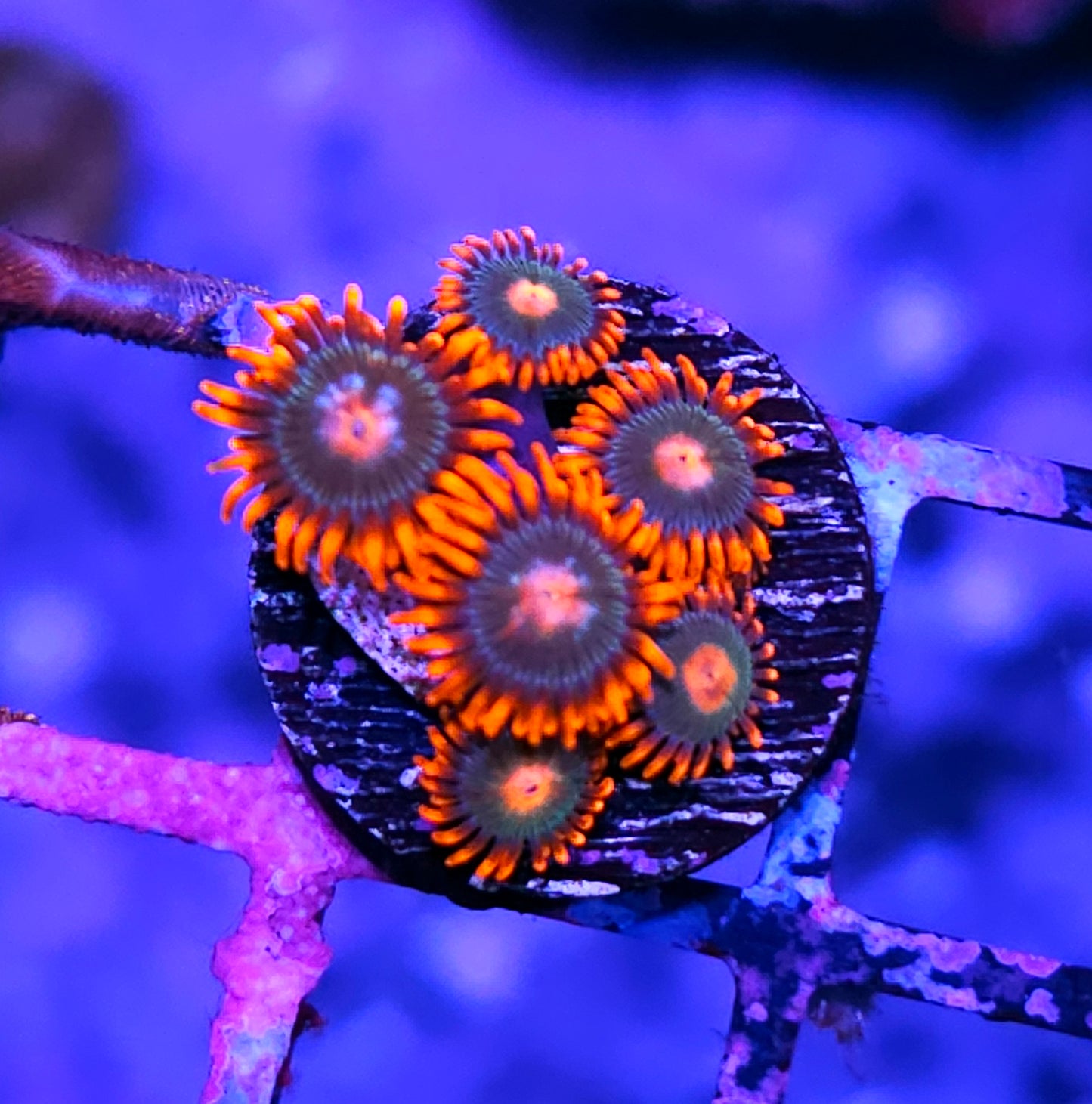 Gatorade Zoas