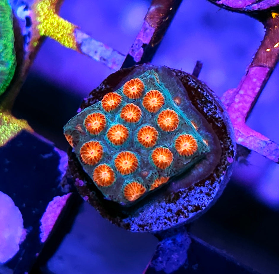 HF Outbreak Cyphastrea