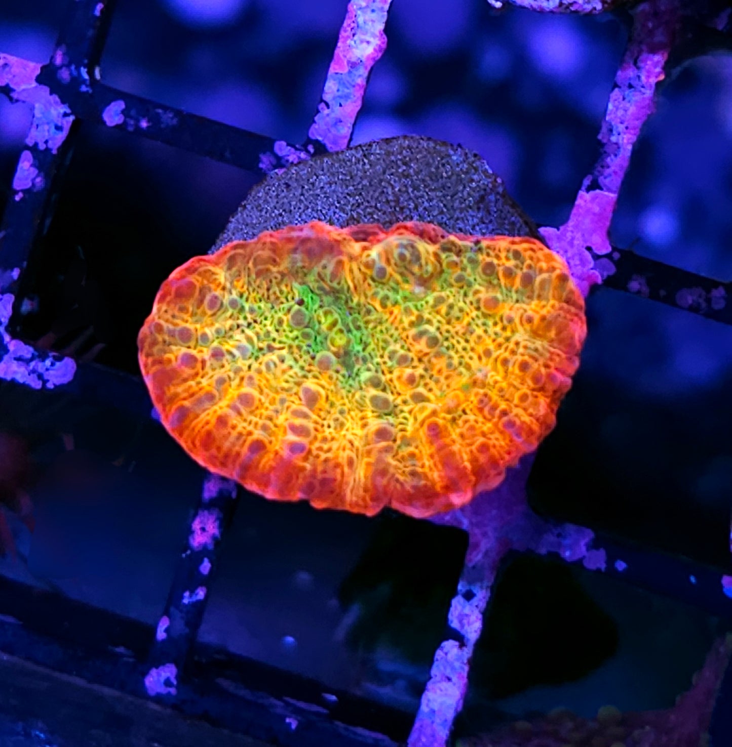 HF Ludicrous Chalice