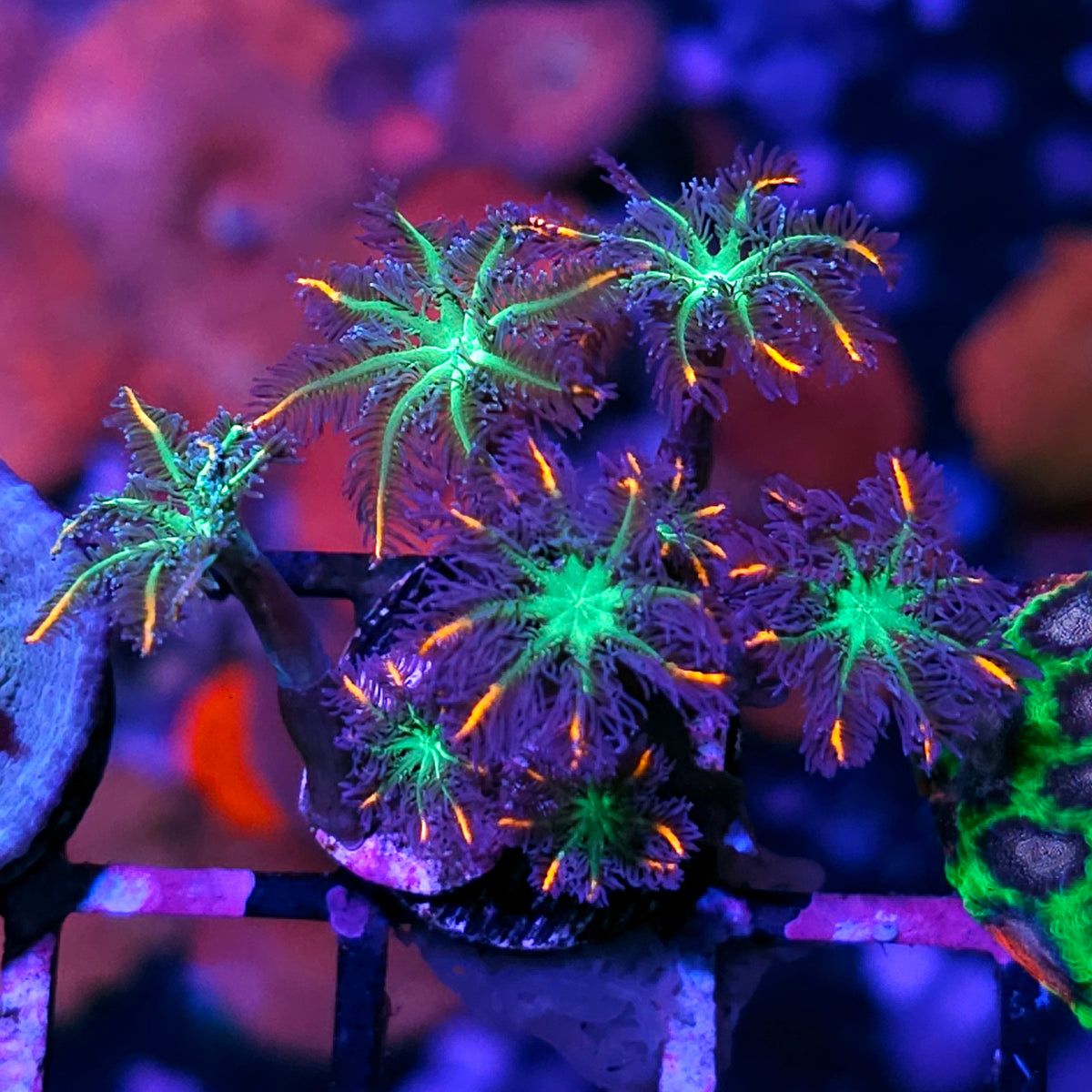 TSA Fireworks Cloves – Hellfire Frags
