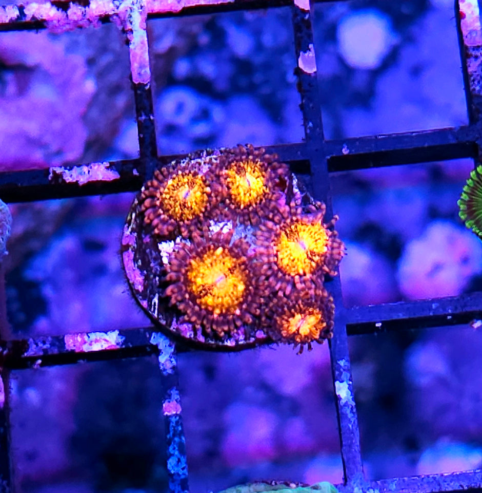JF Frankies Acid Trip Zoas