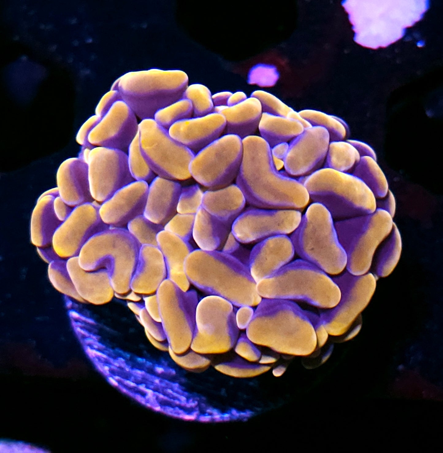 Epic Orange Australian Fat Head Branching Hammer