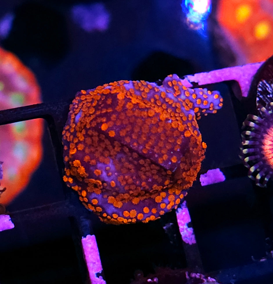 Hot Box Montipora