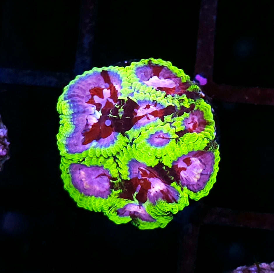 HF Ultimate Warrior Favia