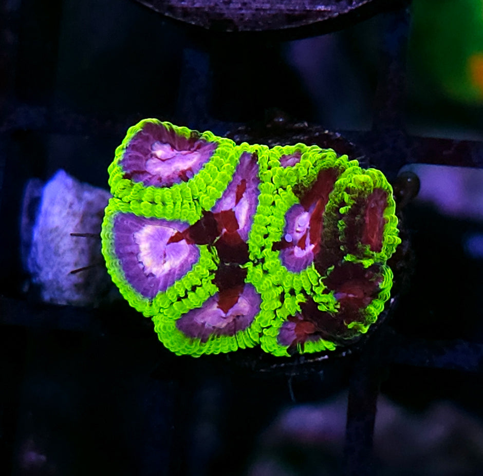 HF Ultimate Warrior Favia