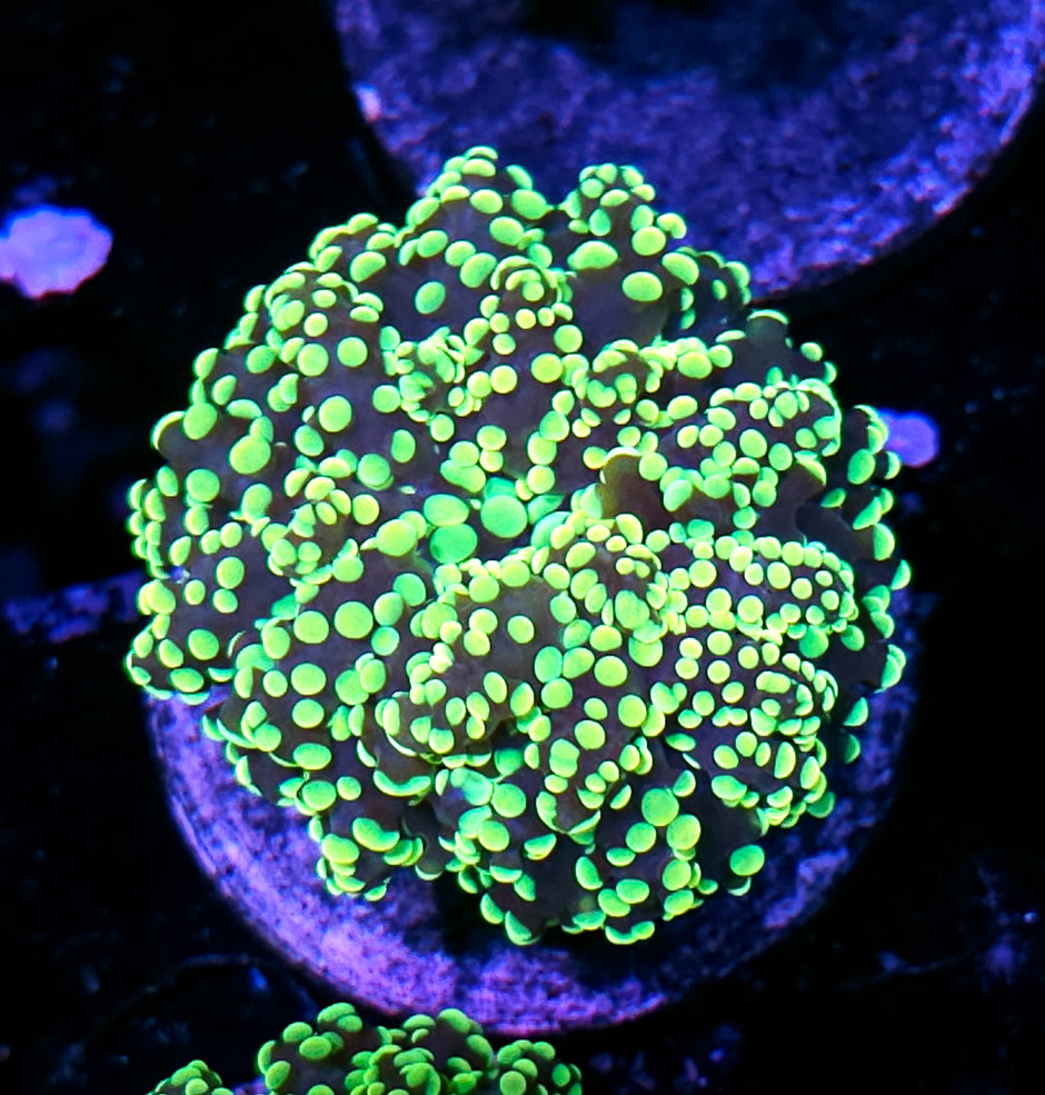 King Kobe Yayemensis