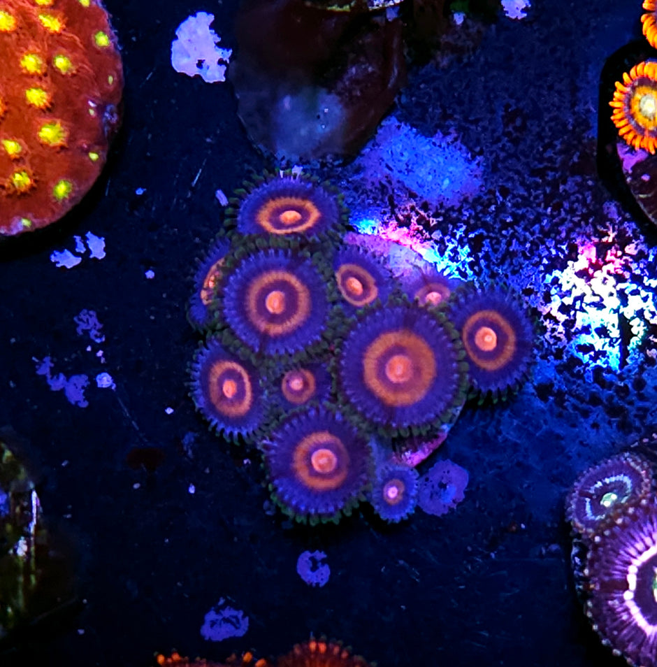 HF Plasma Cutter Zoas