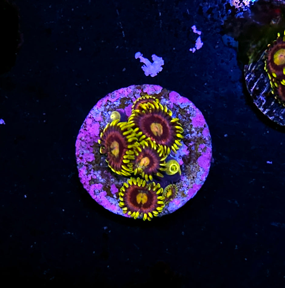 HF Mister Sinister Zoas