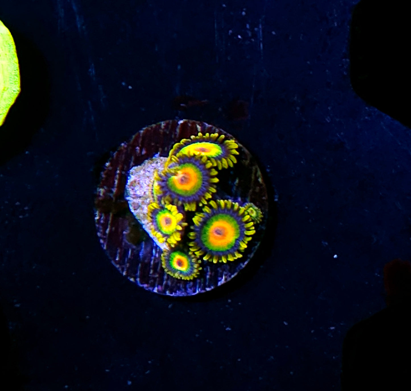 Rasta Zoas