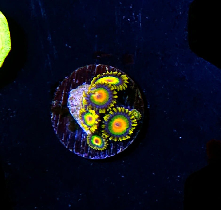 Rasta Zoas
