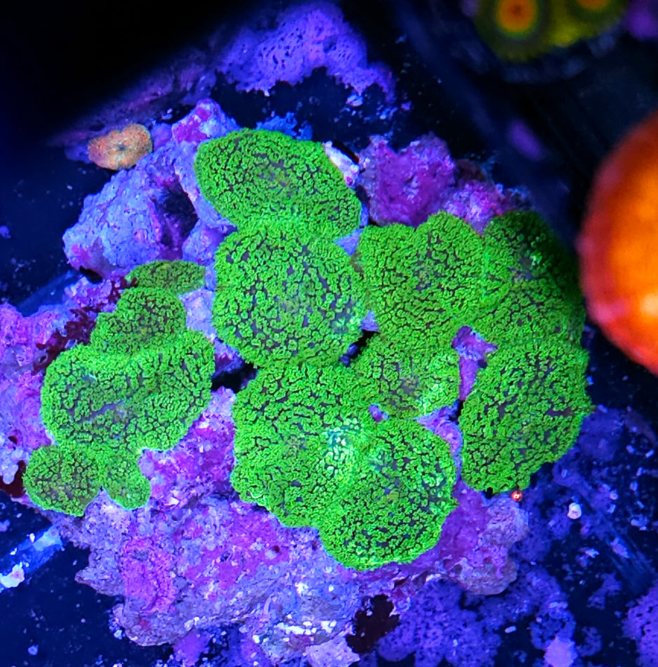 XL Kryptonite Gumdrop Mushroom Colony