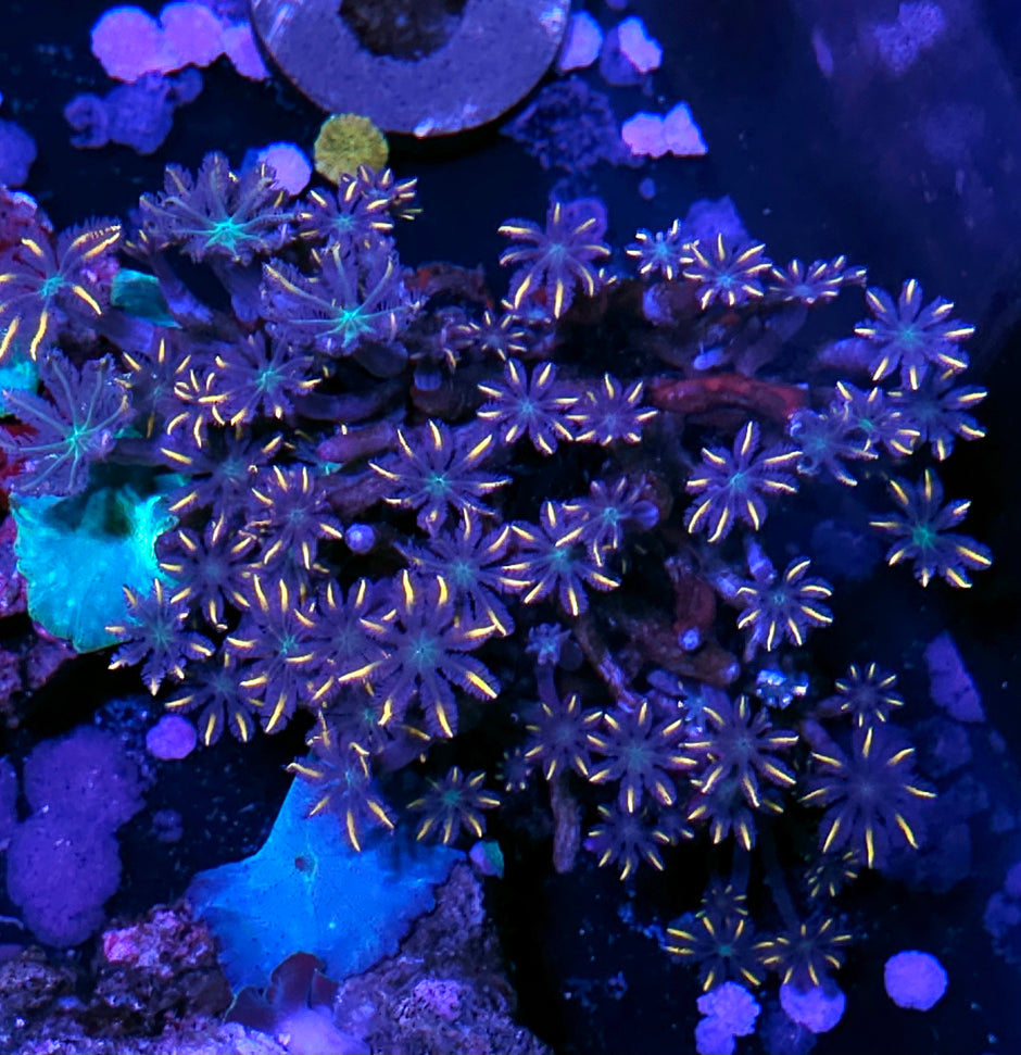 5" Halloween Cloves Colony