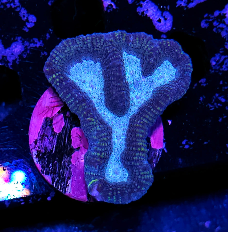 Permafrost Symphyllia Wilsoni