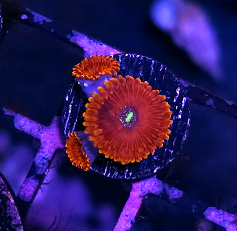 Red People Eater Zoas