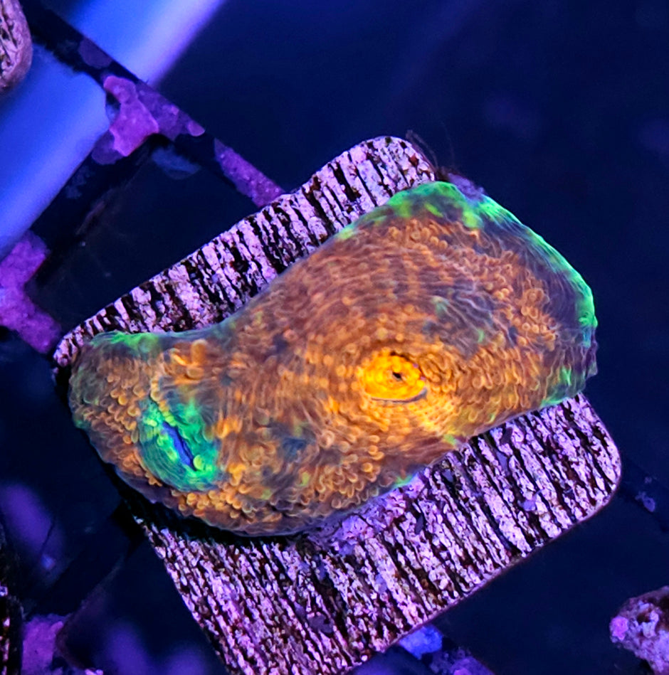 HF Swirling Sorbet Acan Echinata