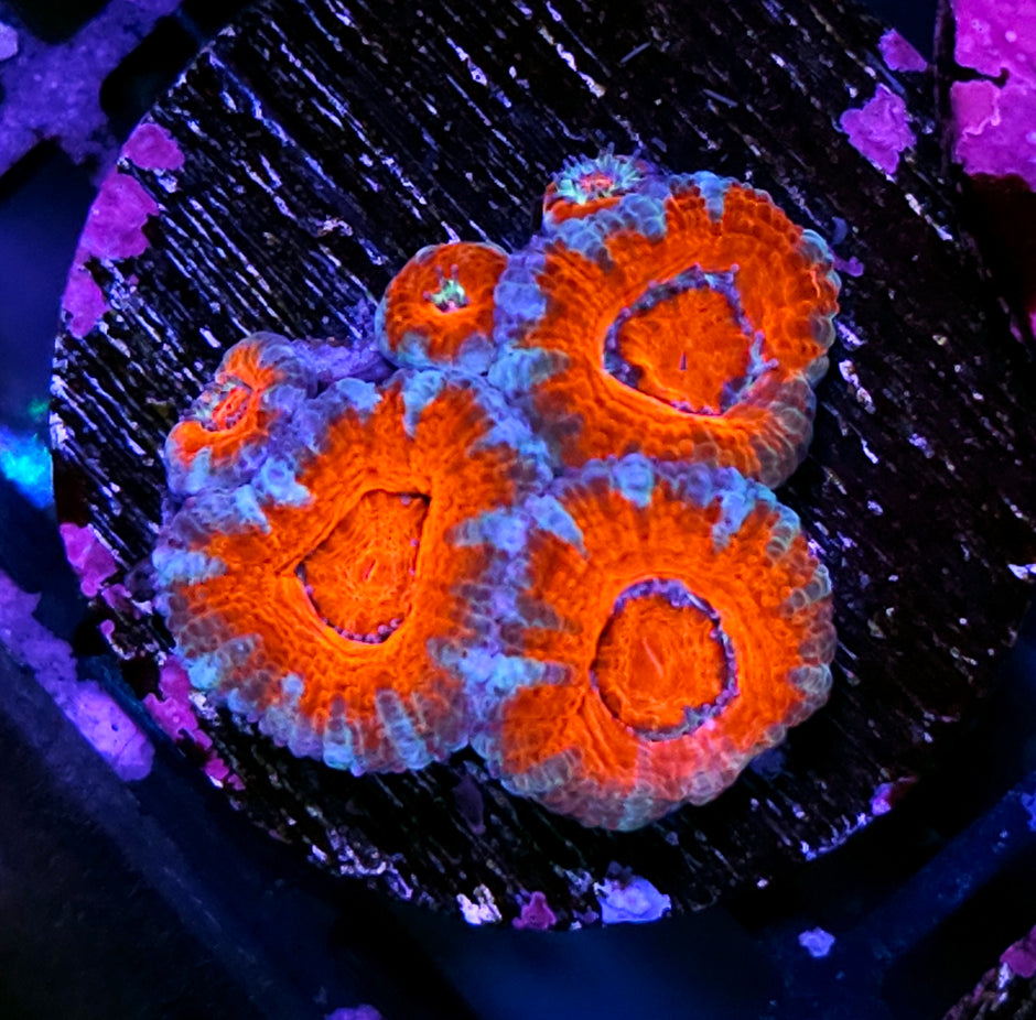 Bone Collector Acan